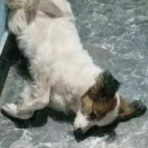 A White-Brown Mix Mix Dog Missing from Kapan akashedhara-2