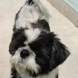 A Black and White Shih Tzu Dog Missing from Sector 19