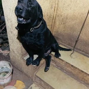 A Black Labrador Dog Missing from Ambegaon Budruk, Pune-2