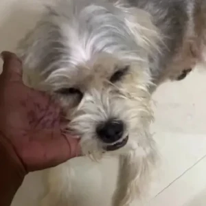 A Grey-White Mix Shih Tzu Dog Found from Nolambur-2