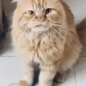 A Orange Persian Cat Missing from Madiwala, Btm