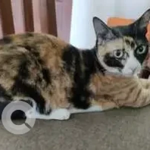 A Black and White Calico Cat Missing from Neelamber bldg