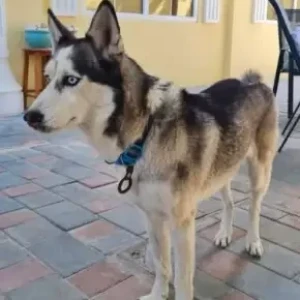 A Black and White Husky Dog Found from Hoshi