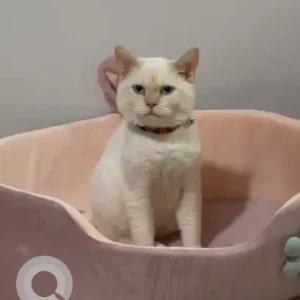 A White Siamese Cat Missing from Al Falah
