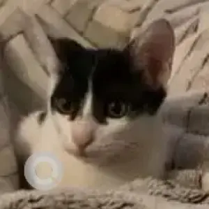 A Black and White Indie Cat Missing from Kanakadasa Road