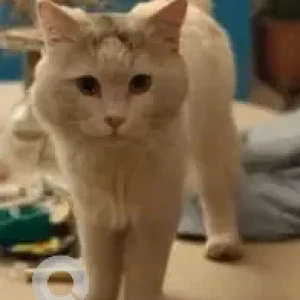 A Light Brown Persian Cat Found from Thanisandra-2