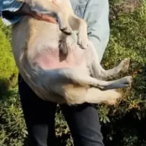 A White-Brown Mix Golden Retriever Cross Dog Missing from Kanchanpur District of Sudurpashchim Province