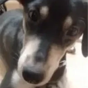 A Black and White Indie Dog Missing from Chennai