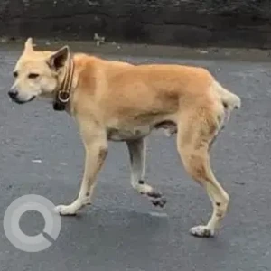 A White-Brown Mix Indie Dog Found from Velachery, Chennai silks-2