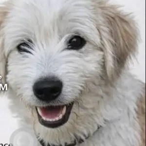 A White and Grey wheaten terrier poodle mix Dog Missing from Al Barsha