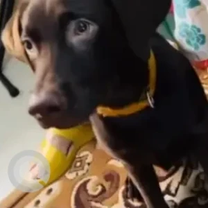 A Black and Brown Indie Dog Missing from Bengaluru