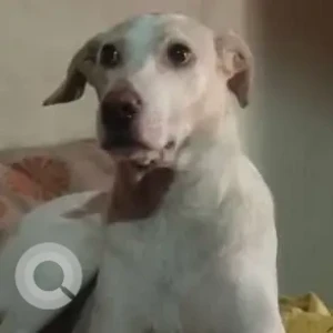 A White Indie Dog Missing from Rohini, New Delhi