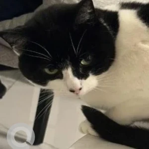 A Black and White Short Hair Cat Missing from Executive Towers