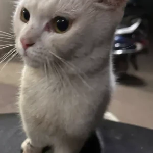 A White Indie Cat Found from Ghatkopat West, Zynova hospital-3