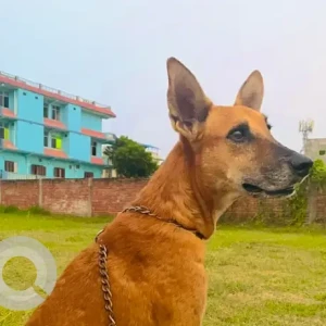 A Brown Indie Dog Missing from Dhambozi