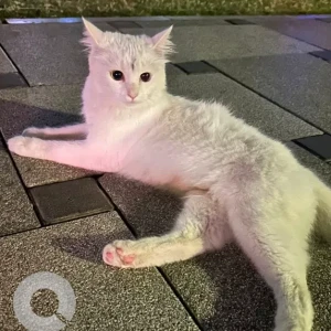 A White Turkish Angora Cat Found from Electra park, west zone, tourist club,