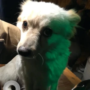 A White Spitz Dog Found from gothatar tej binayak