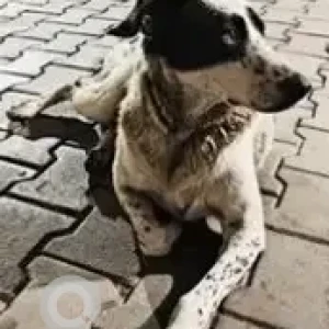 A Black and White Indie Dog Missing from HSR Layout, Sector 2, Somasundrapalya-2