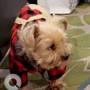 A Light Brown Yorkshire Terrier X Dog Missing from Bruce Circle and Hill Park Terrace.