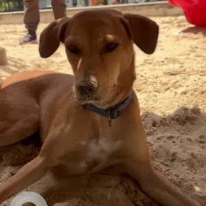 A White-Brown Mix Indie Dog Found from Bengaluru