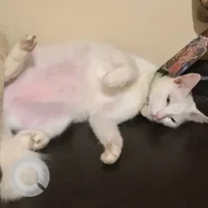 A White Indie Cat Missing from Quinta del Mariano-2