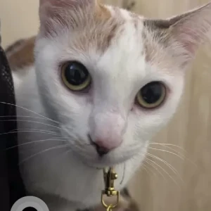 A White Indie Cat Missing from Bengaluru
