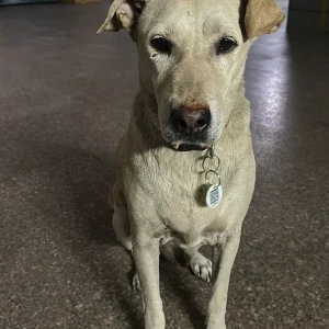 A White Indie Dog Missing from Pusa Road, Pillar no.122, Karol Bagh