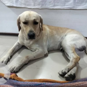 A White Labrador Dog Found from Hadapsar, Pune