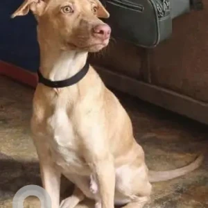 A White-Brown Mix Indie Dog Missing from Andheri-2