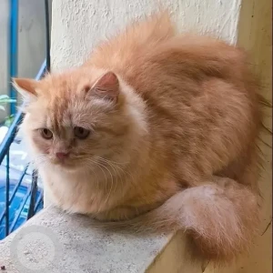 A Brown Persian Cat Found from Jayashree Super speciality hospital