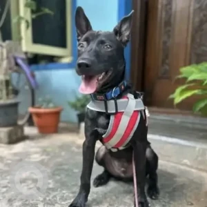 A Black Indie Dog Missing from Sinthan Nagar, Bengaluru