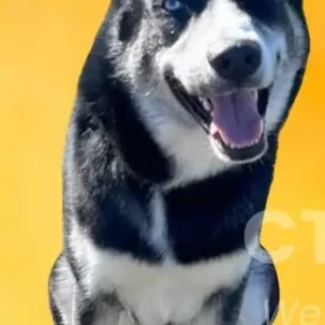 A Black and White Husky Dog Missing from St Stephen’s Rd