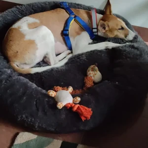 A White-Brown Mix Indie Dog Missing from Ashok Vihar, New Delhi