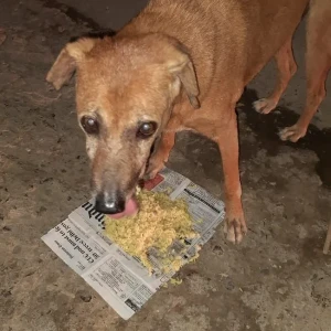 A White-Brown Mix Indie Dog Missing from Lajpat Nagar, New Delhi