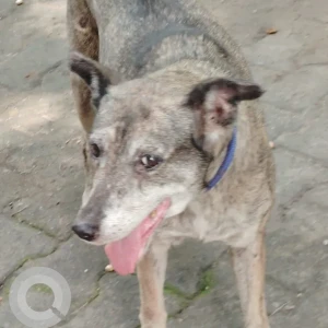 A Grey Indie Dog Missing from Kotla Mubarak, Delhi NCR