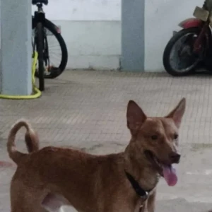 A Brown Indie Dog Missing from Mandalay Lines, Pune-2