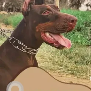 A Brown Doberman Dog Missing from Horamavu Agara , Zion Street