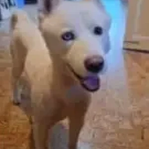 A White-Brown Mix Indie Dog Missing from Anjuna