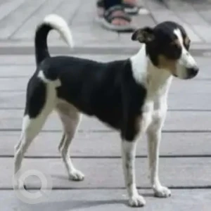 A White-Brown Mix Indie Dog Missing from AD Block Shalimar Bagh