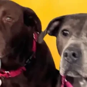 A Black Lab Mix and Steffie Dog Missing from Bucks Hill Park Area