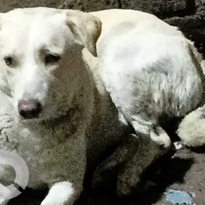 A White Indie Dog Found from Nehru Vihar C block