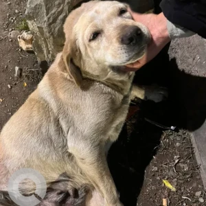 A Light Brown Labrador Dog Found from Kirtipur ; Police Chauki Area-3
