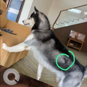 A Grey-White Mix Husky Dog Missing from Bandra palihill-5