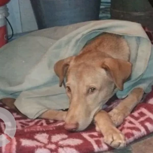 A White-Brown Mix Indie Dog Missing from Goyla Dairy Naala