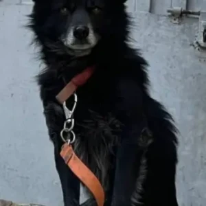 A Black Indie Dog Found from Chandol