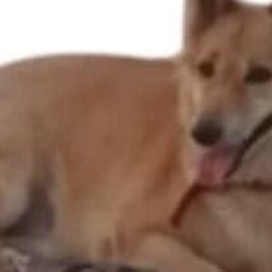 A White-Brown Mix Labrador German Shepherd Dog Missing from Choolaimedu, Chennai