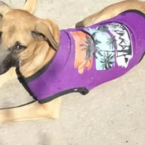 A White-Brown Mix Indie Dog Missing from Rainbow hospital Malviya Nagar-2