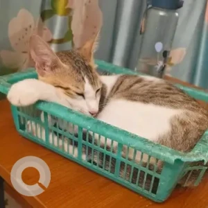 A White-Brown Mix Indie Cat Missing from Nagavalli Amman temple-2