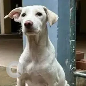 A White Indie Dog Missing from TNHB Flats Anna Nagar-2