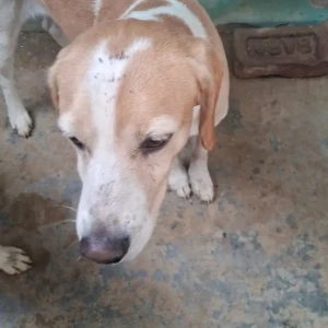 A White-Brown Mix Indie Dog Missing from New Delhi